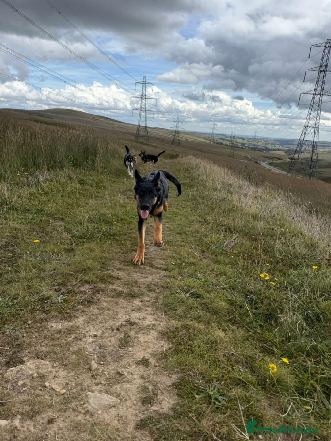 German Shepherd dogs for sale: German sherpard male puppy  - Advert 7