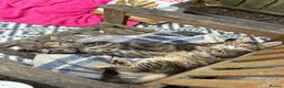 Maine Coon cats for sale: Maine coon kittens  - Advert 10