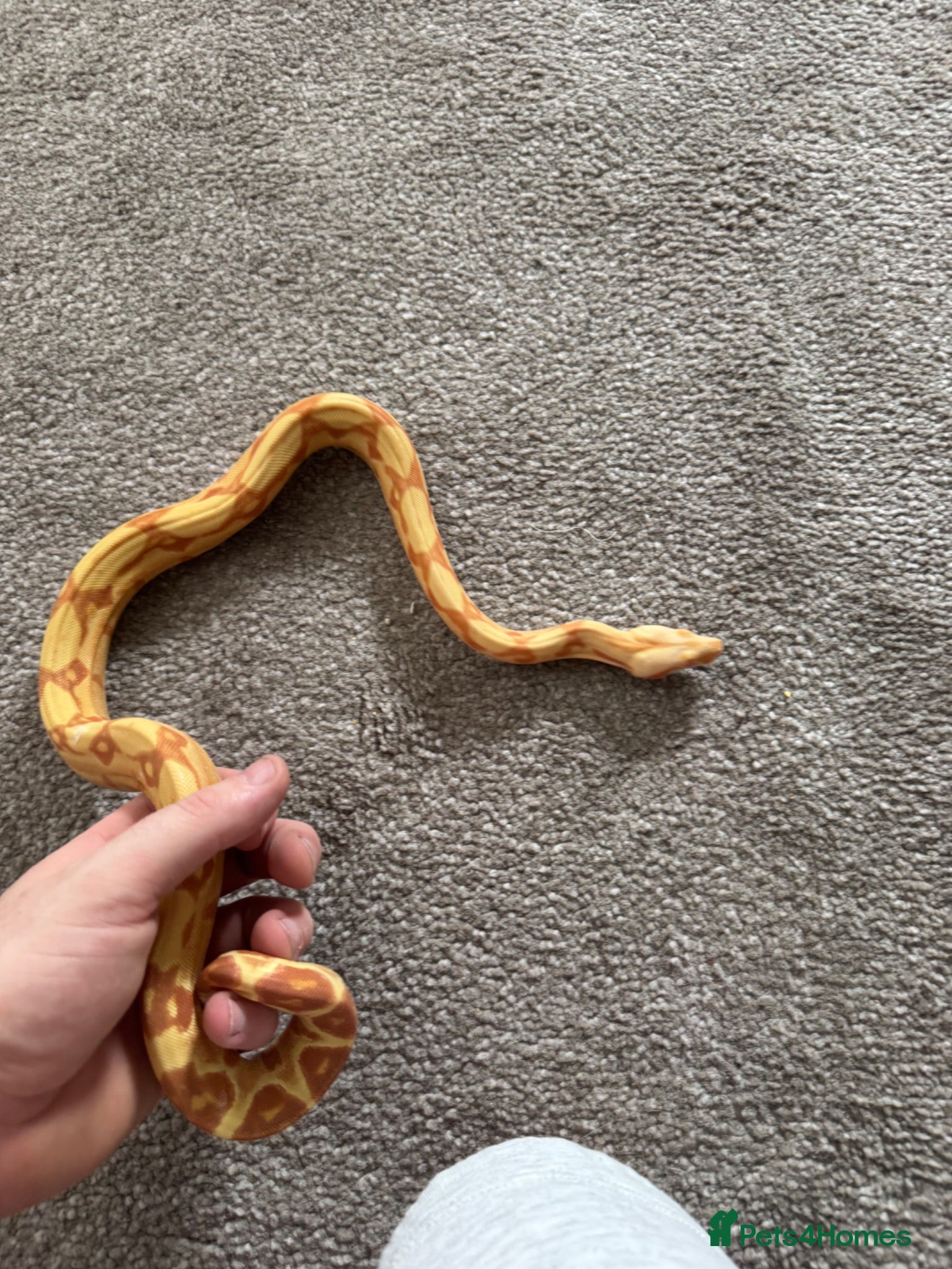 Boa Snake reptiles 2 boas  - Advert 10