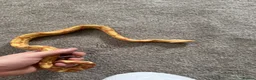 Boa Snake reptiles for sale: 2 boas  - Advert 1