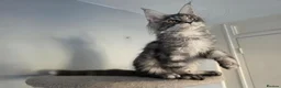 Maine Coon cats for sale: GCCF-registered Maine Coon kittens. - Advert 14