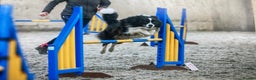 Border Collie dogs for stud:  Kc registered very successful show, agility dog - Advert 4