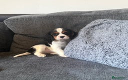 Cavalier King Charles Spaniel dogs for stud: Kc dna clear cavalier boy for stud  in Huddersfield - Image 18