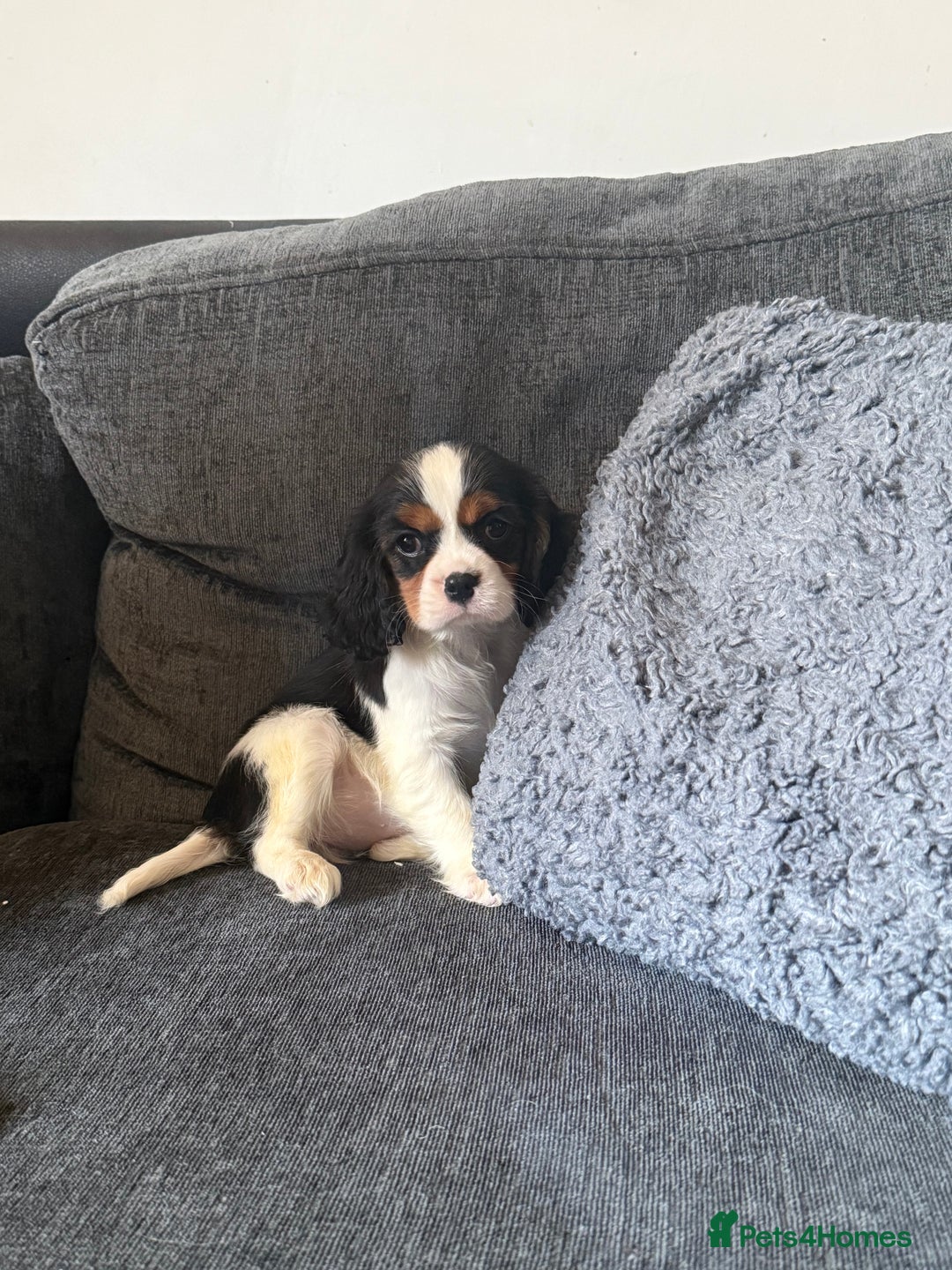 Cavalier King Charles Spaniel dogs for stud: Kc dna clear cavalier boy for stud  in Huddersfield - Image 18