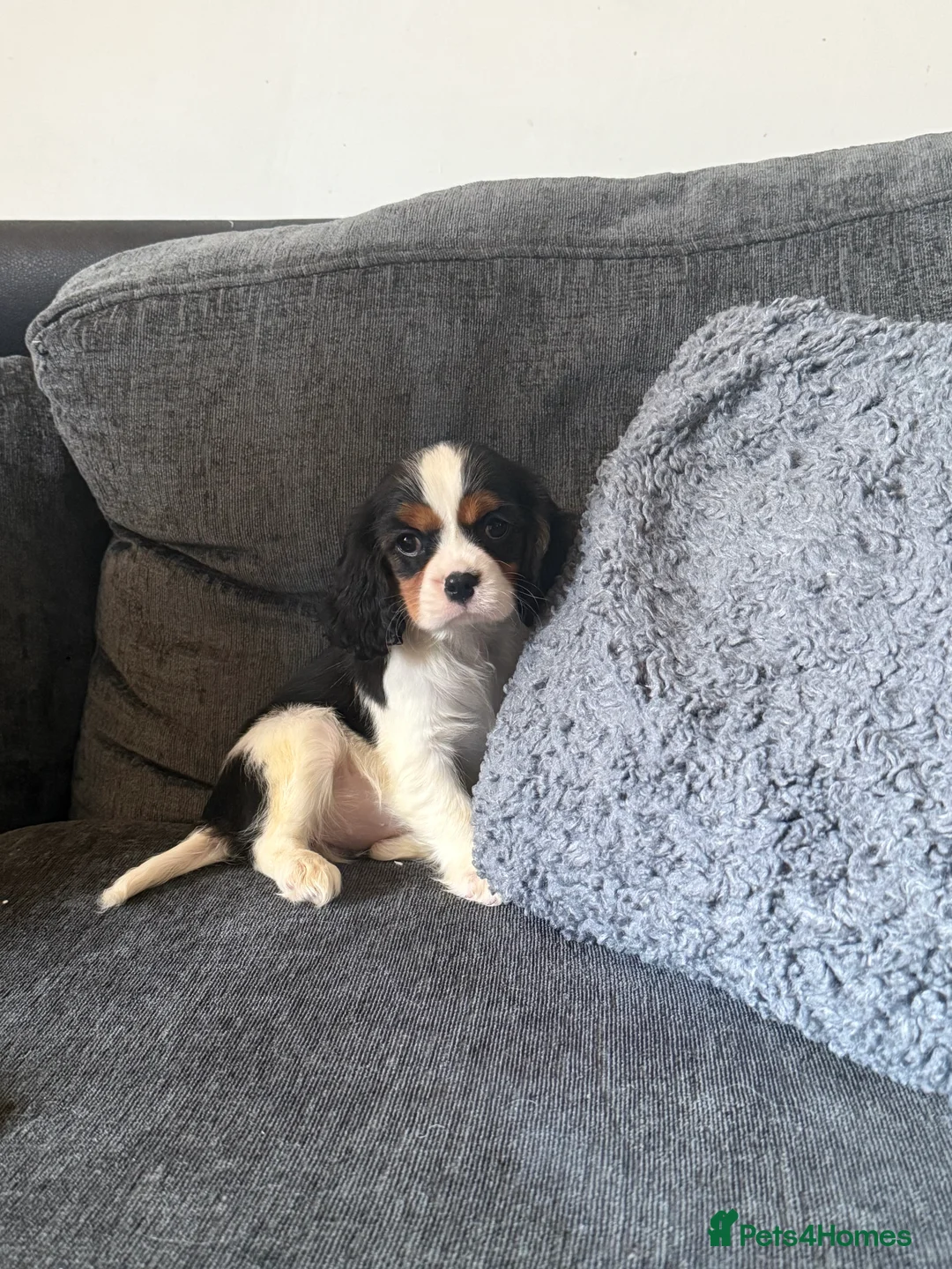 Cavalier King Charles Spaniel dogs for stud: Kc dna clear cavalier boy for stud  in Huddersfield - Advert 18