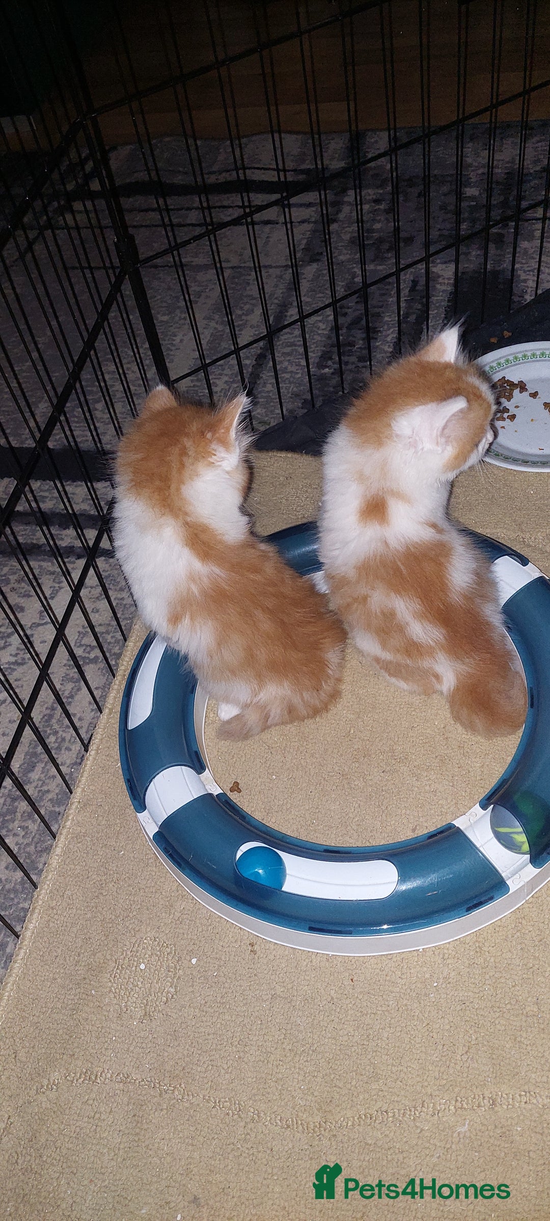 Mixed Breed cats for sale: 2 fluffy ginger boys  - Advert 4