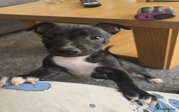 Mixed Breed dogs for sale: Staffy x Jack Russell  - Image 2
