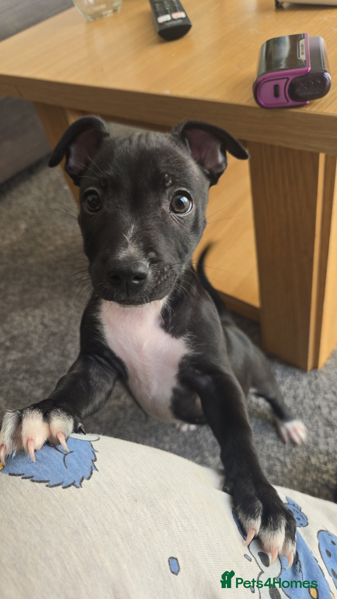 Mixed Breed dogs for sale: Staffy x Jack Russell  - Image 2