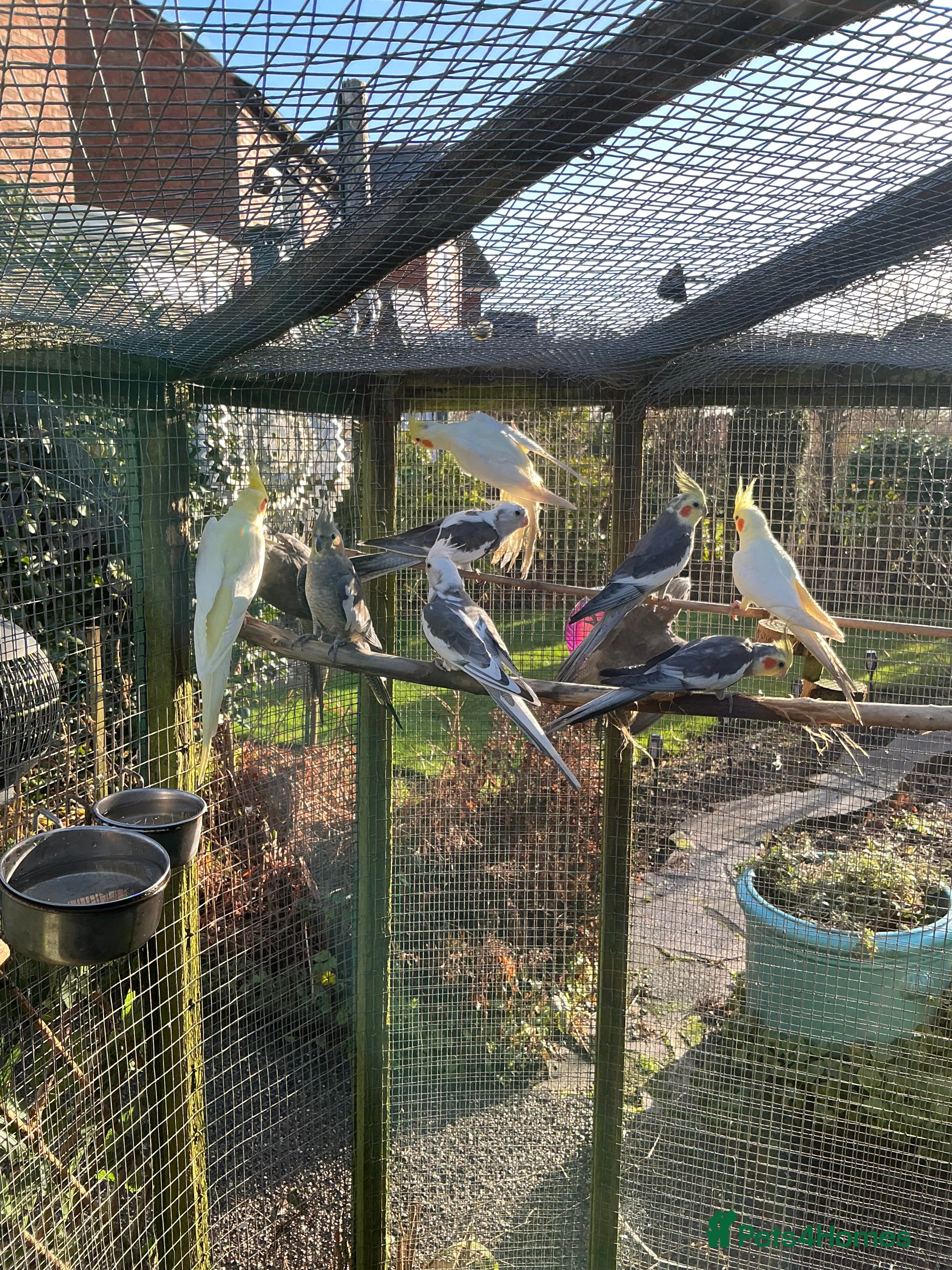 Cockatiels birds Cockertiels - Advert 2