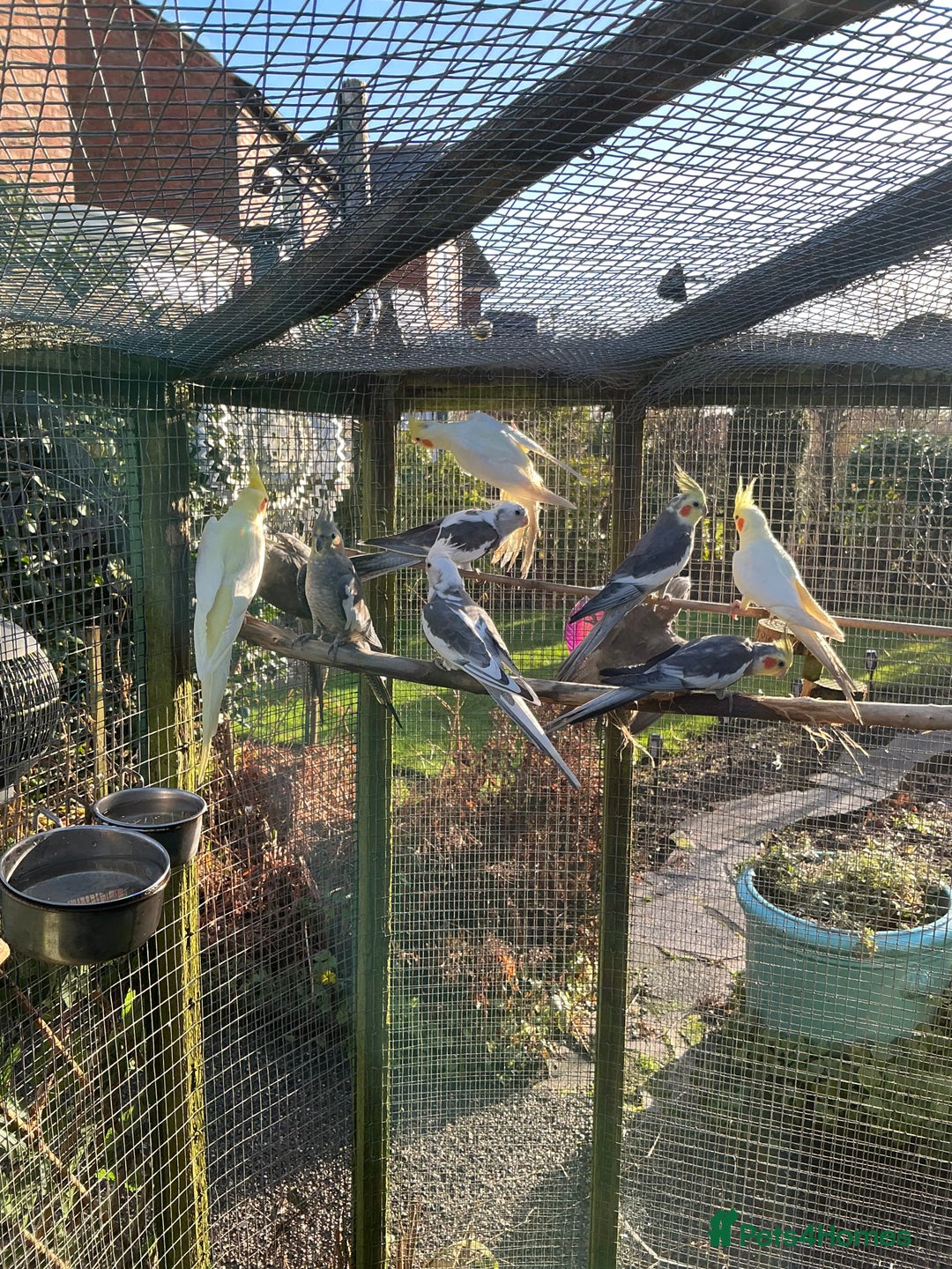 Cockatiels birds for sale: Cockertiels - Advert 1