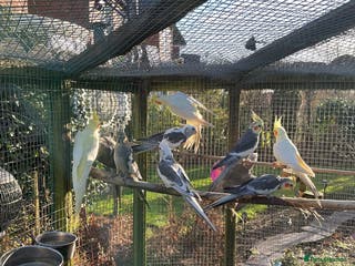 Cockatiels birds Cockertiels - Advert 2