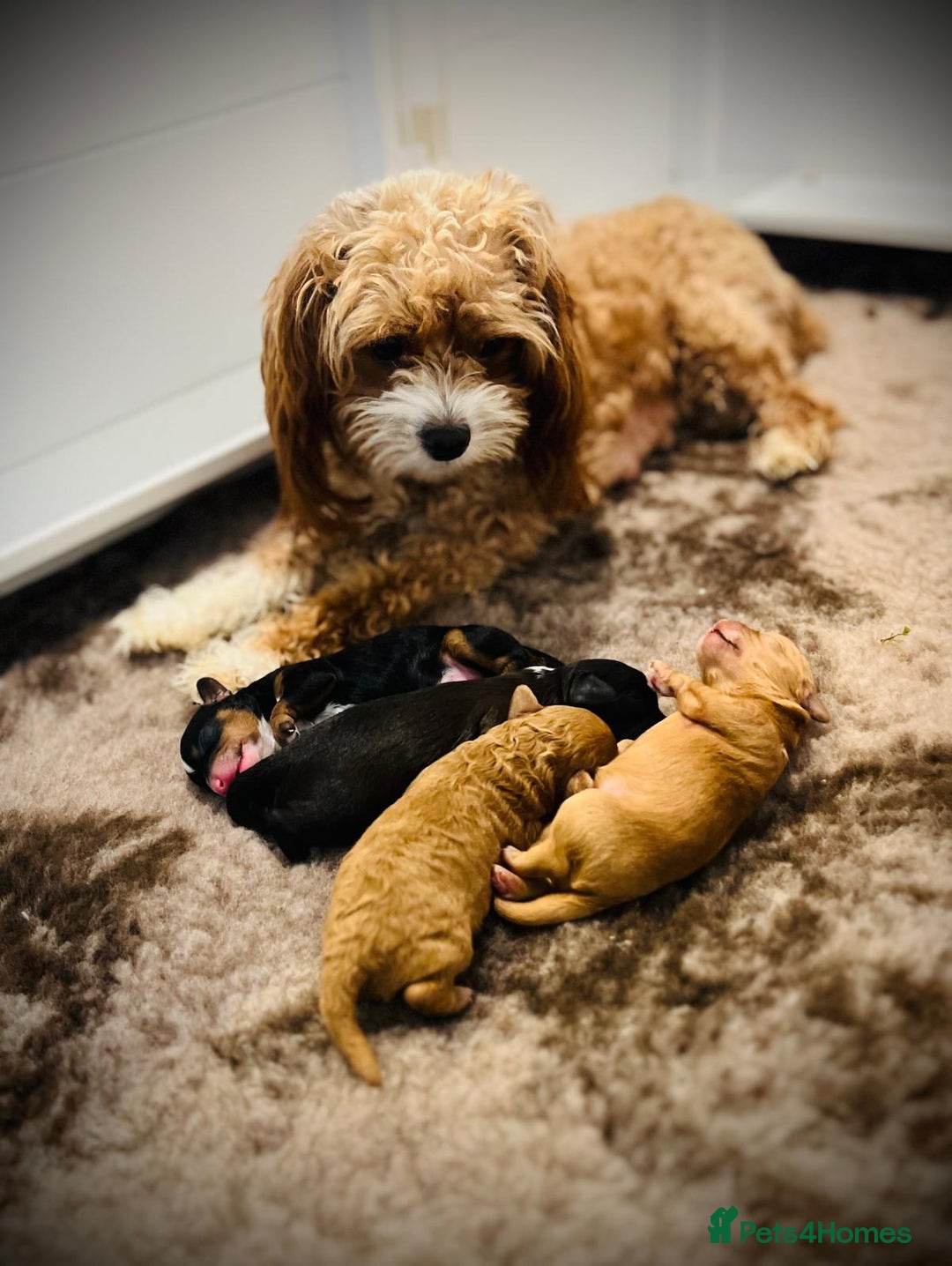 Cavapoo dogs for sale: Stunning F1b Cavapoo puppies  - Advert 10