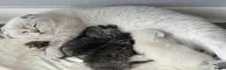 Scottish Fold cats for sale: Adorable Scottish Fold & Straight Kittens - Advert 7