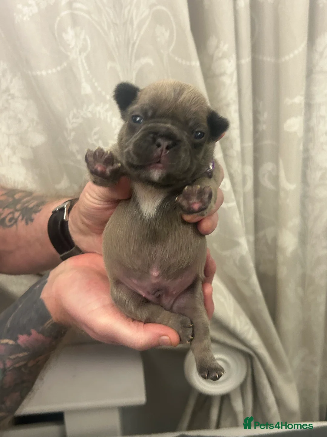 French Bulldog dogs for sale: 9 top quality fluffy carrying french bulldogs  - Advert 20