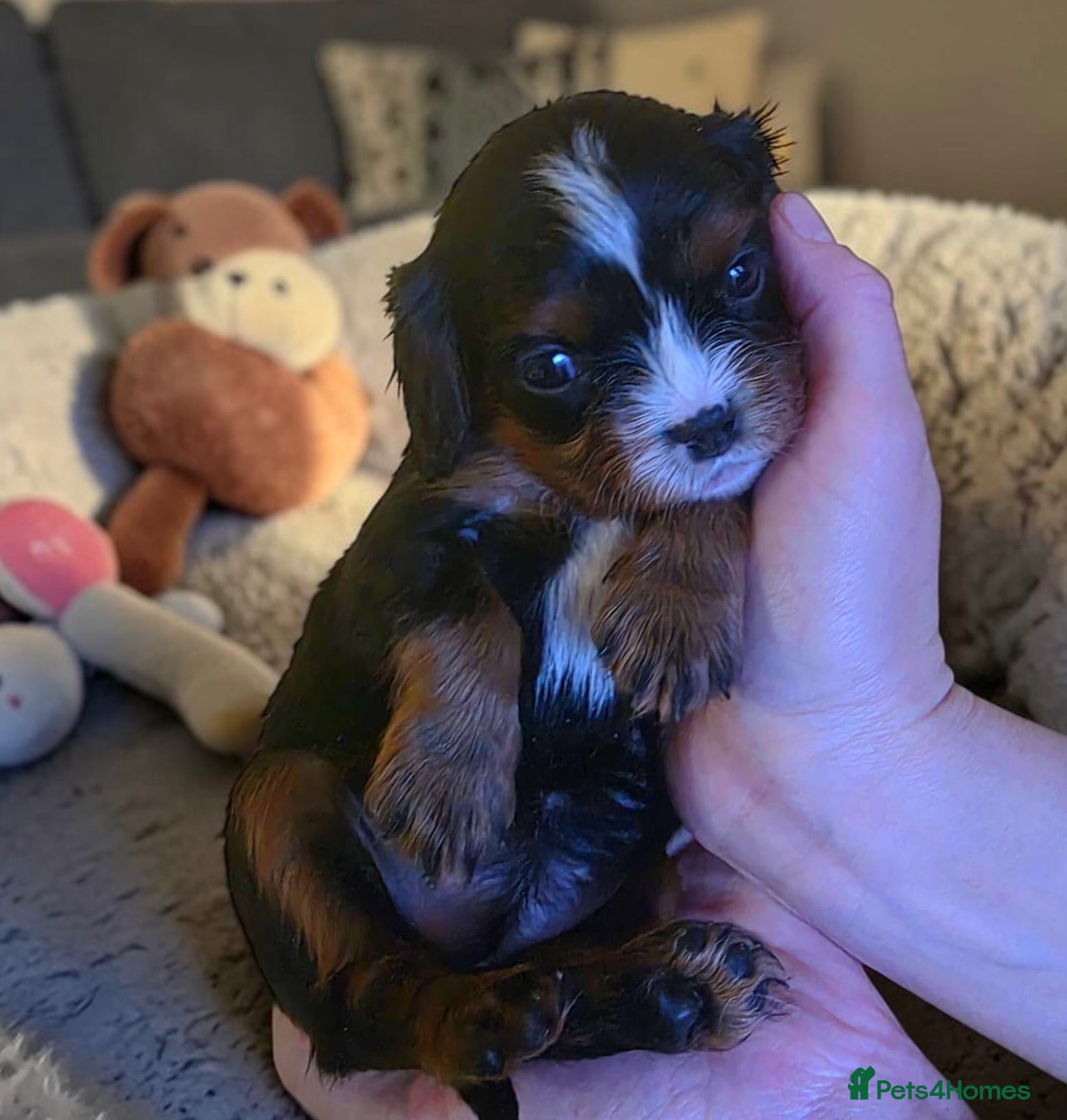 Cavalier King Charles Spaniel dogs Very rare in UK ultra-low COI 0.2% Choc carrier KC - Advert 2