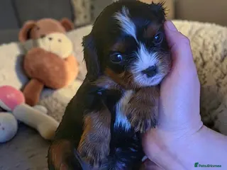 Cavalier King Charles Spaniel dogs Very rare in UK ultra-low COI 0.2% Choc carrier KC - Advert 2