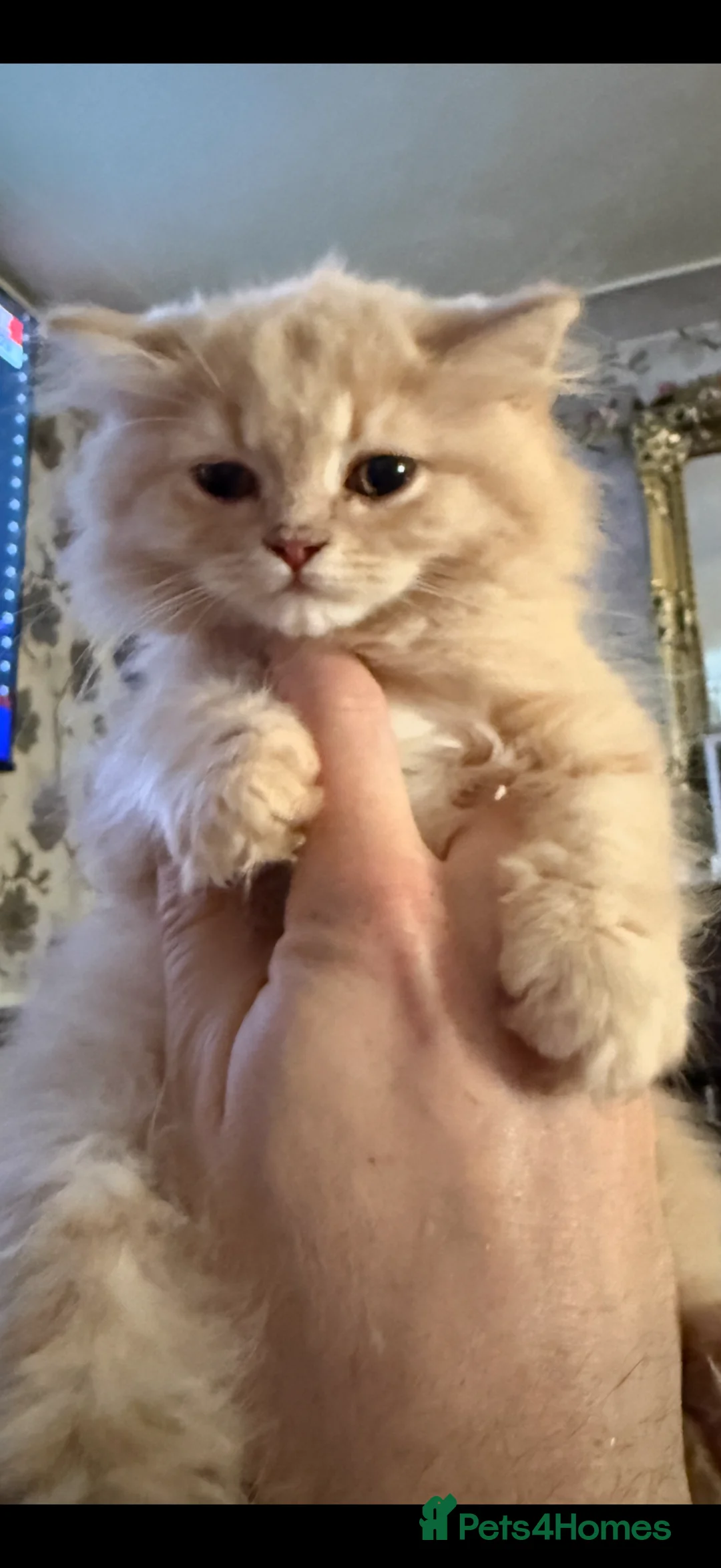 British Longhair cats for sale: Full pedigree GCCF registered British Longhair   - Advert 2