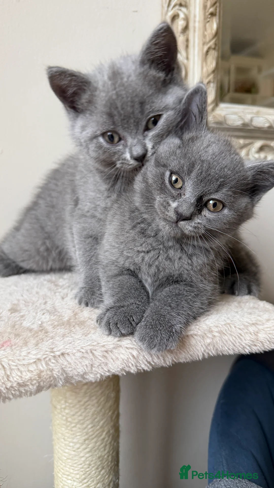 British Shorthair cats for sale: British Shorthair  - Advert 11