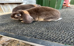 Mini Lop rabbits for sale: Choc otter mini plush lops - Image 4