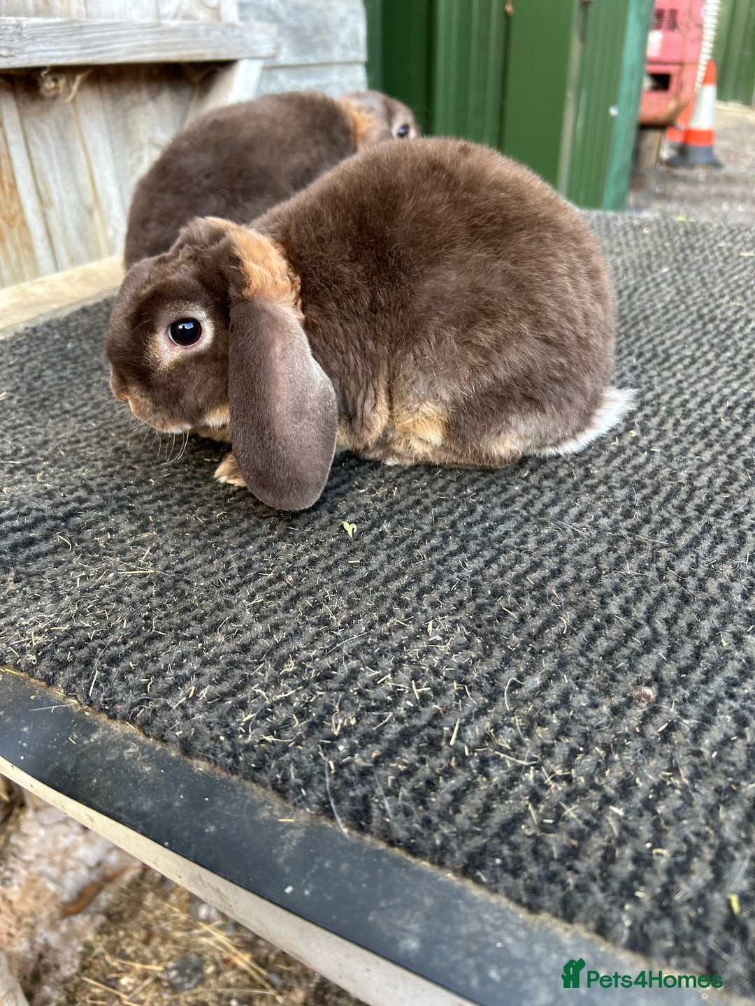 Mini Lop rabbits for sale: Choc otter mini plush lops - Image 4