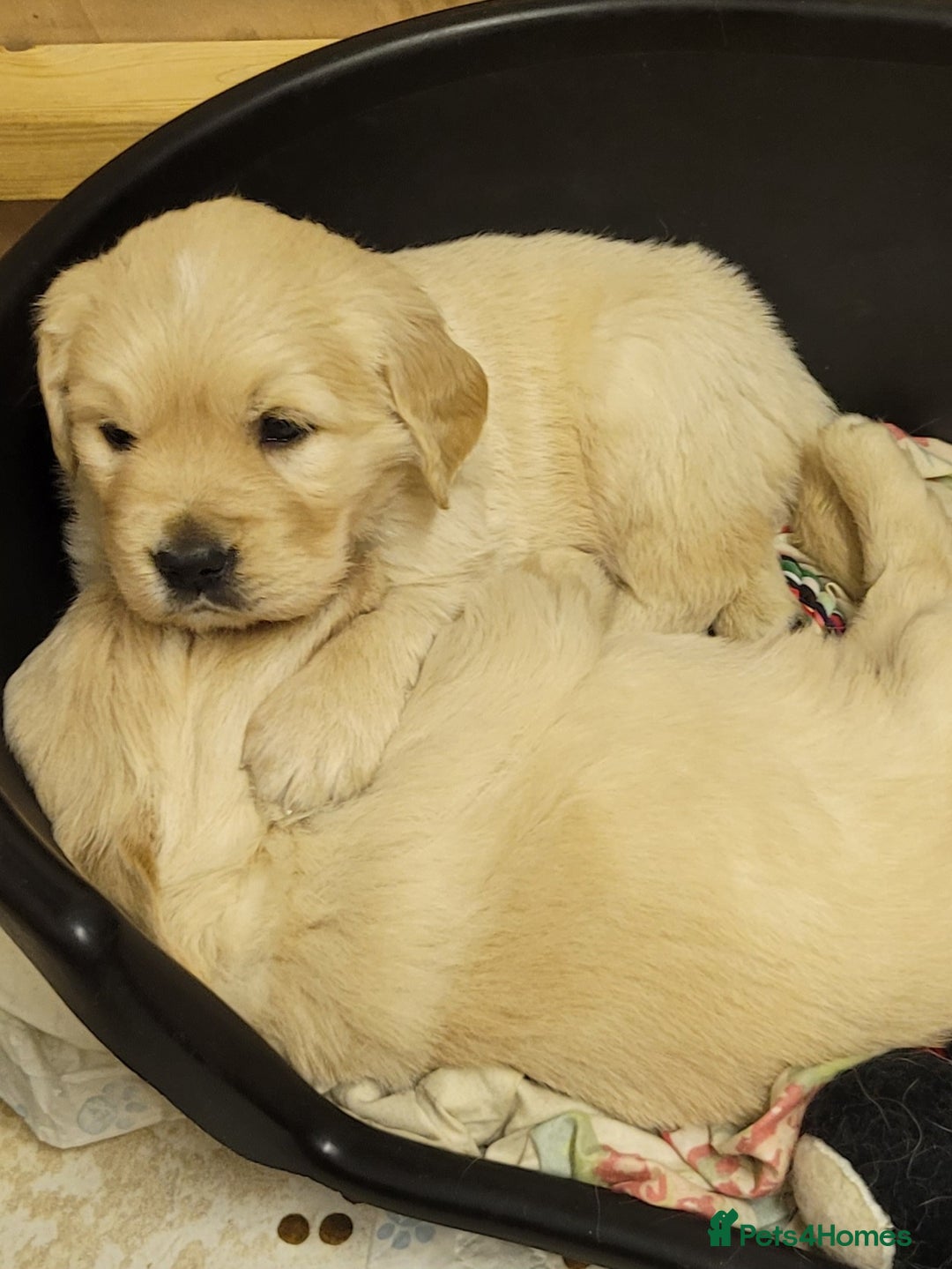 Golden Retriever dogs for sale: Golden retrievers  - Advert 3