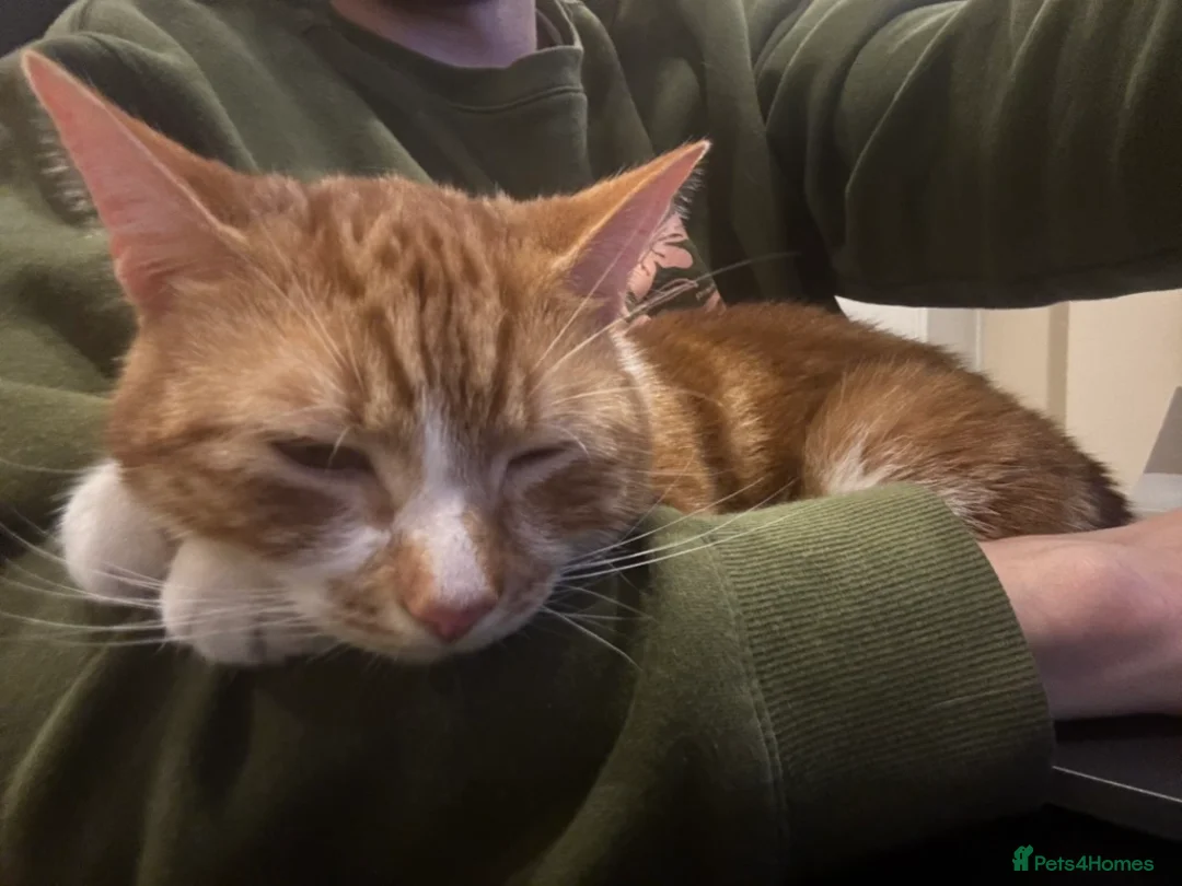 British Shorthair cats for sale: Tofu Looking for His Forever Home - Advert 4