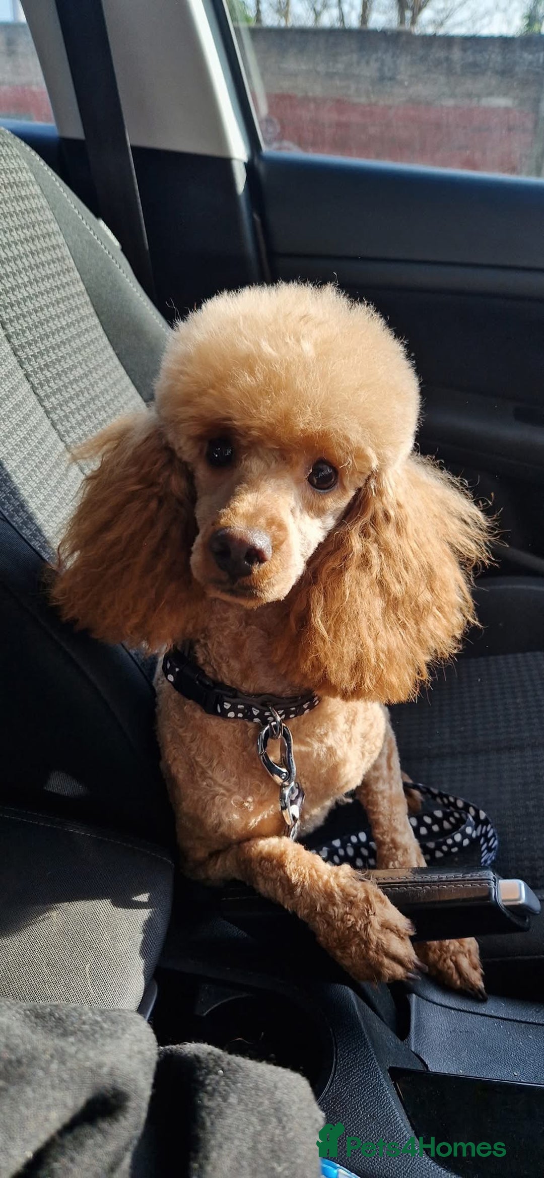 Mixed Breed dogs for sale: Westiepoo puppies - Advert 13