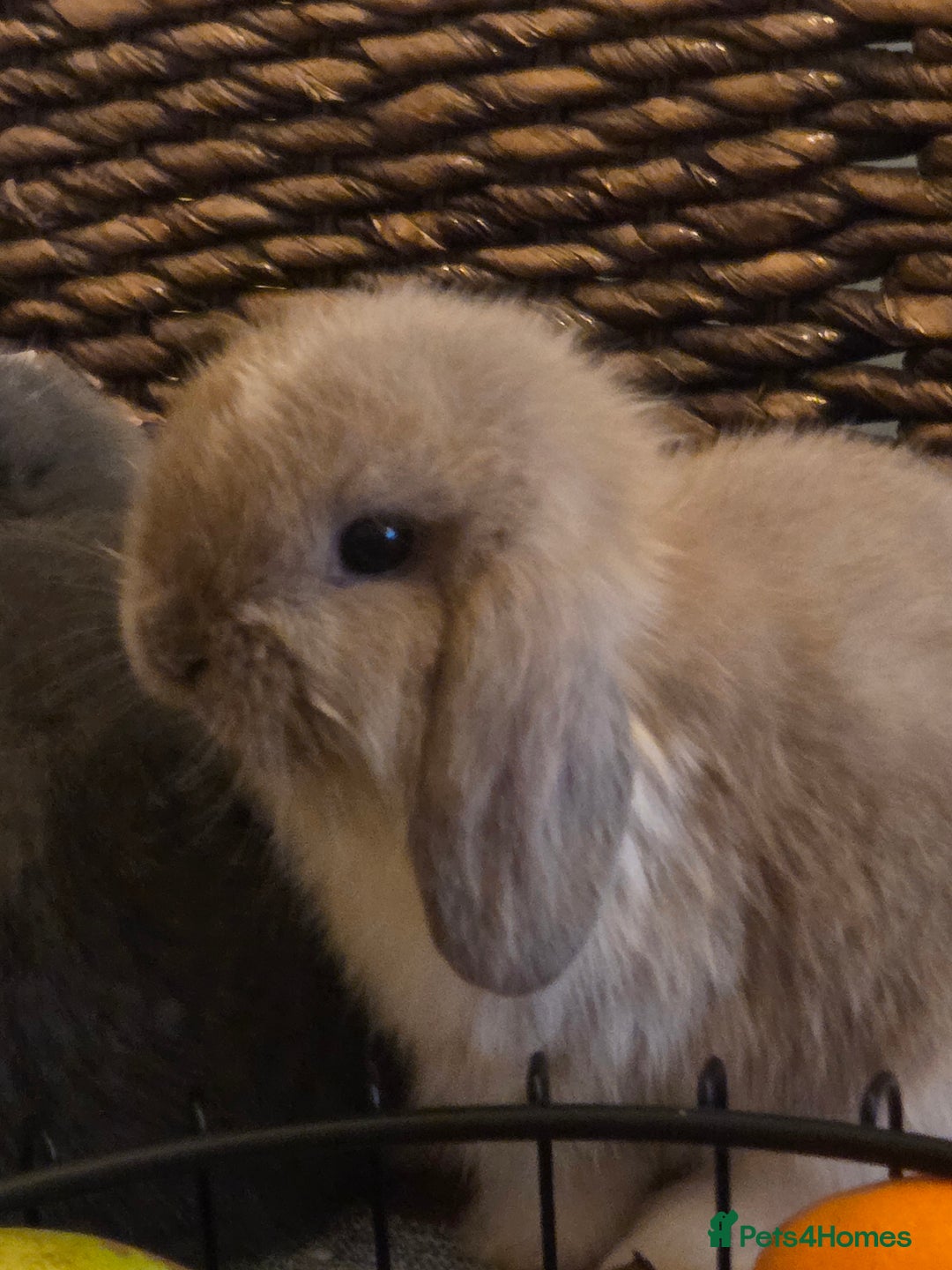 Mini Lop rabbits for sale: Minilop doe - Image 3