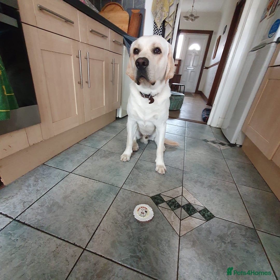 Labrador Retriever dogs for stud: Yellow/ gold labrador for the stud!!! in Thornton Heath - Advert 7