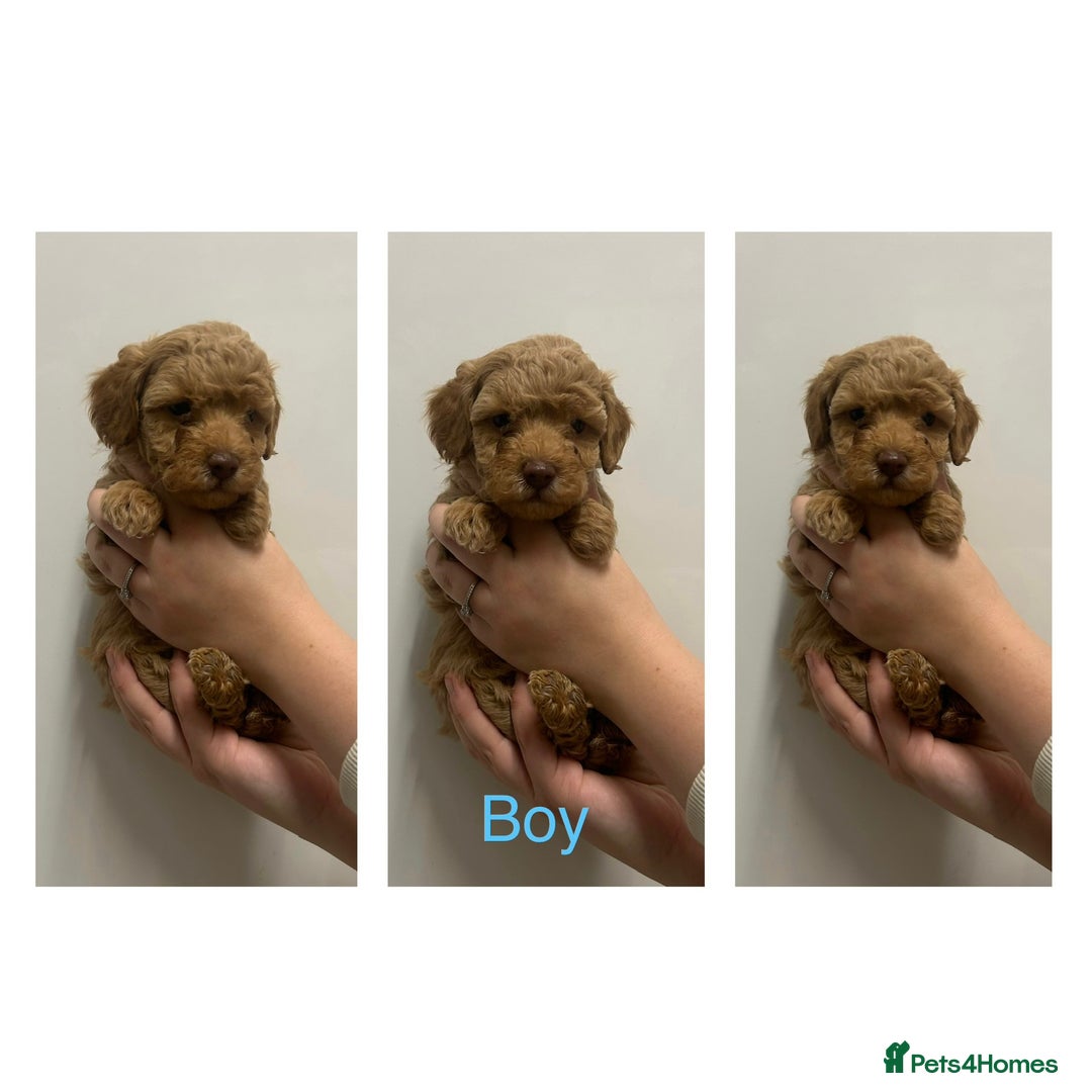 Maltipoo dogs for sale: Toy Maltipoo Puppies - Advert 9