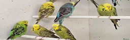 Budgerigars birds for sale: 2026 bred budgies for sale - Advert 7
