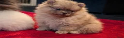 Pomeranian dogs for sale: Stunning Male Pomeranians - Advert 9
