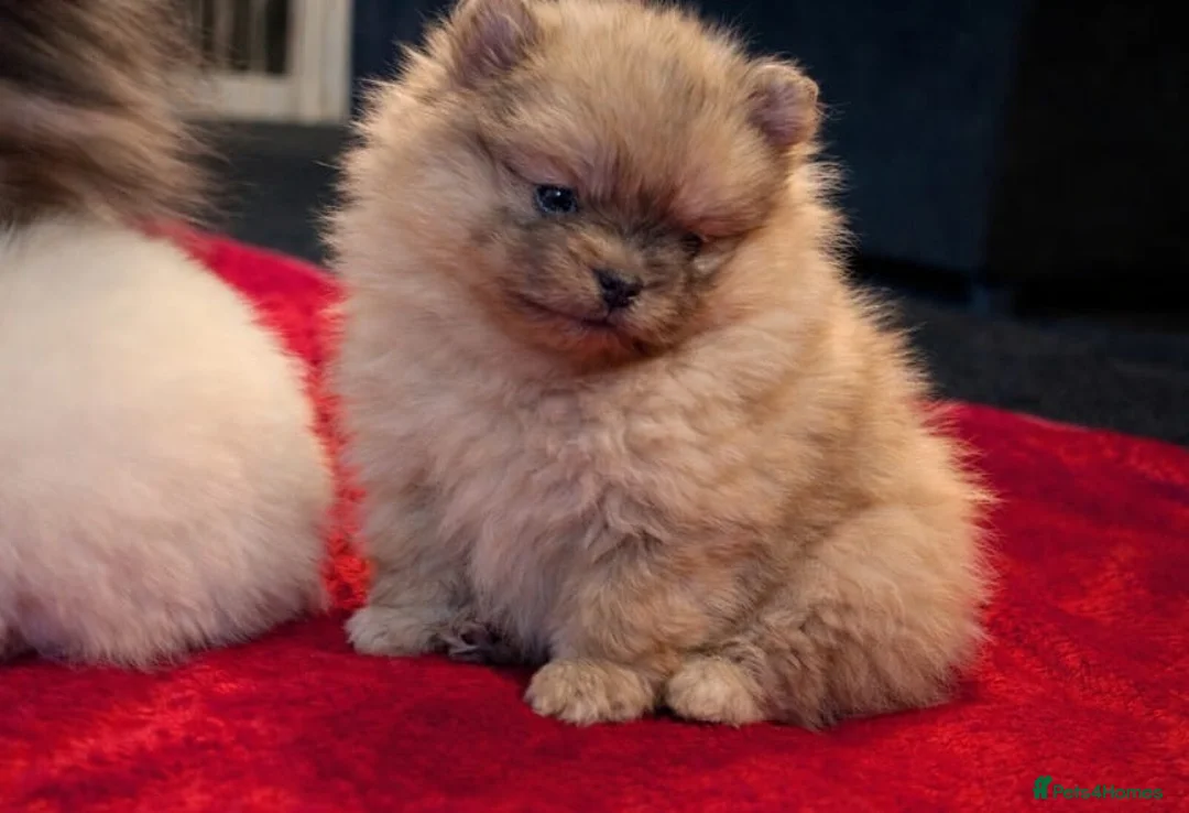 Pomeranian dogs for sale: Stunning Male Pomeranians - Advert 9