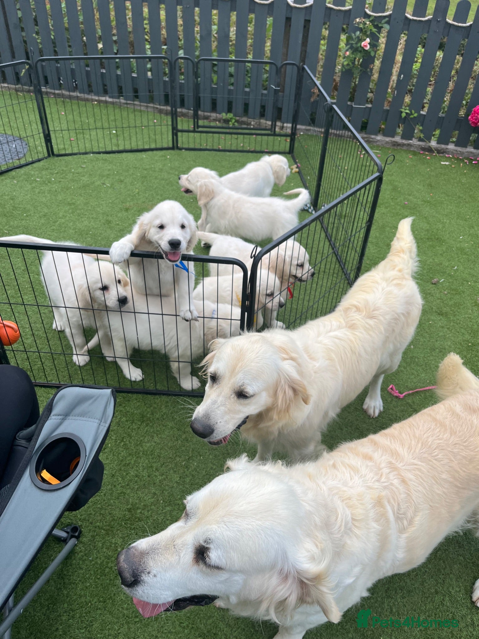 Golden Retriever dogs Kc registered health tested parents  - Advert 2