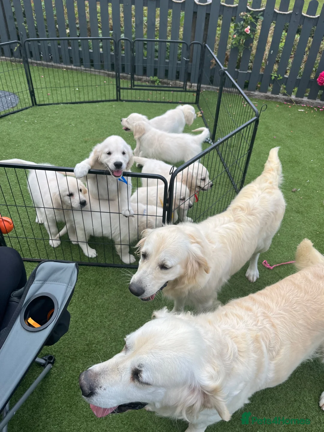 Golden Retriever dogs for sale: Kc registered health tested parents  - Advert 2