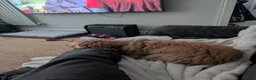 Cavapoo dogs for sale: Teddy, 1yr Cavapoo, male in Yeovil - Advert 6