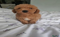 Mixed Breed dogs for sale: Westipoo ready  - Advert 8