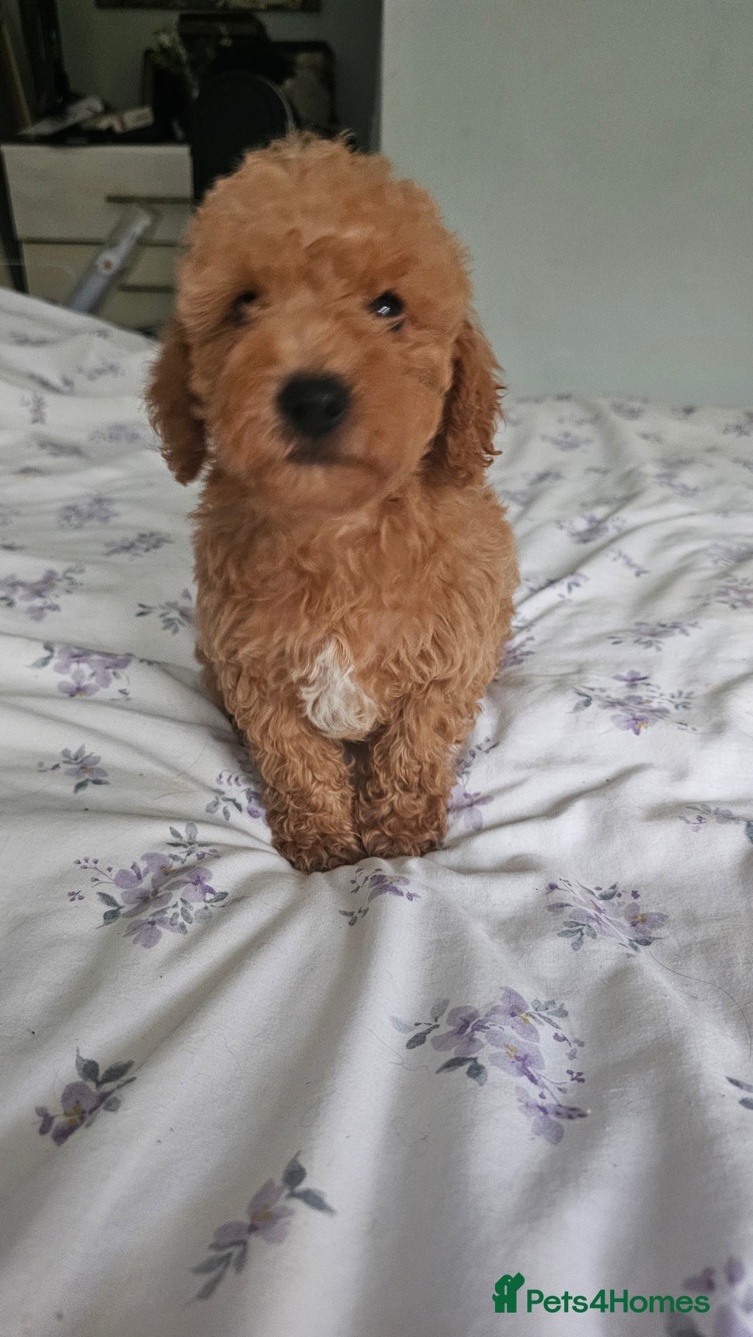 Mixed Breed dogs for sale: Westipoo ready  - Advert 8