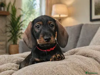 Dachshund dogs Kc registered Standard Wirehair dachshund - Advert 6