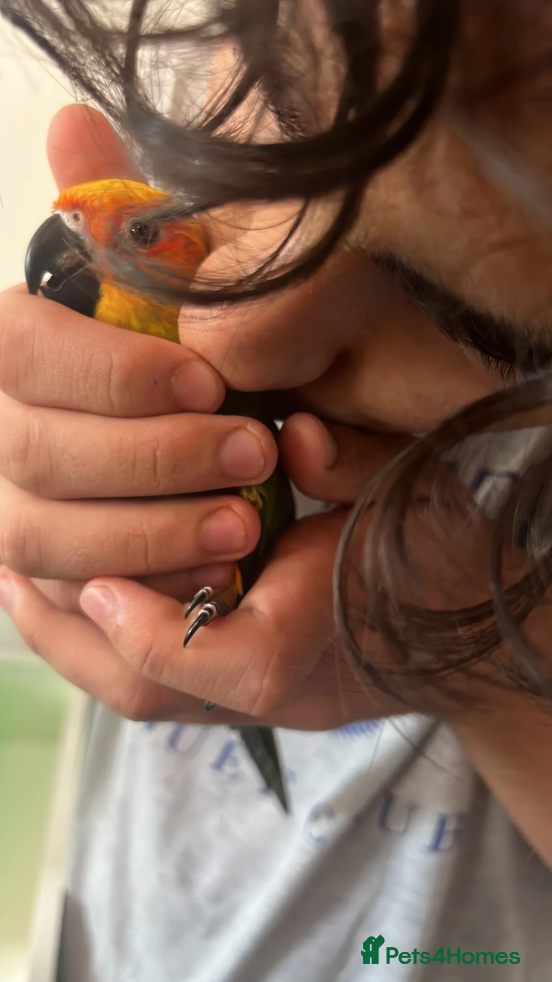 Mixed Breed birds for sale: Beautiful Hand-Reared Sun Conure Babies – Weaned  - Advert 1