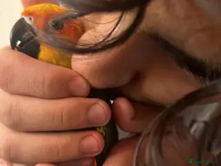 Mixed Breed birds Beautiful Hand-Reared Sun Conure Babies – Weaned - Advert 2