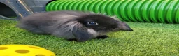 Mini Lop rabbits for sale: Beautiful Mini Lion Lop - READY TO LEAVE - Advert 14