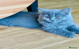 Scottish Fold cats for sale: Scottish straight girl and boy ready to go - Image 5