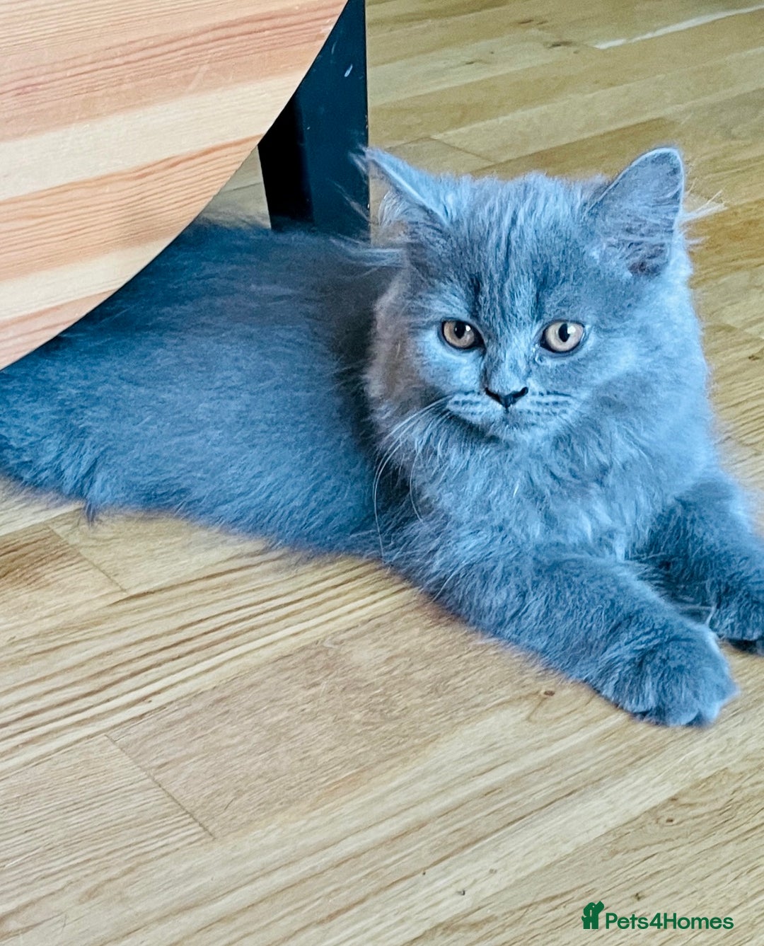 Scottish Fold cats for sale: Scottish straight girl and boy ready to go - Image 5