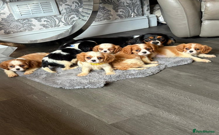 Cavalier King Charles Spaniel dogs - Advert 2