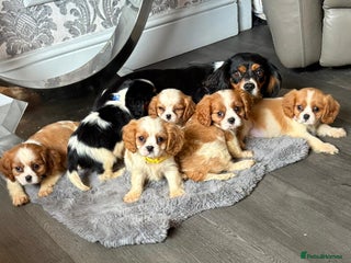 Cavalier King Charles Spaniel dogs - Advert 18