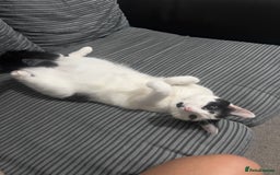 British Longhair cats for sale: Cuddly, playful male cat looking for a new home  - Image 16