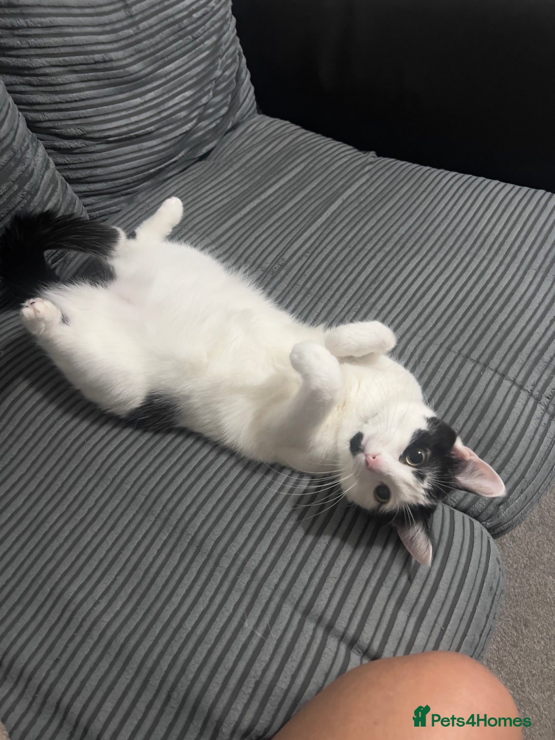 British Longhair cats for sale: Cuddly, playful male cat looking for a new home  - Image 16