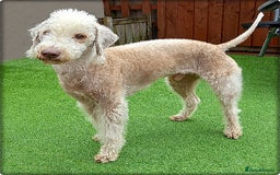 Bedlington Terrier dogs for stud: Bedlington Terrier Liver Dog home bred for stud. in Merthyr Tydfil - Image 2