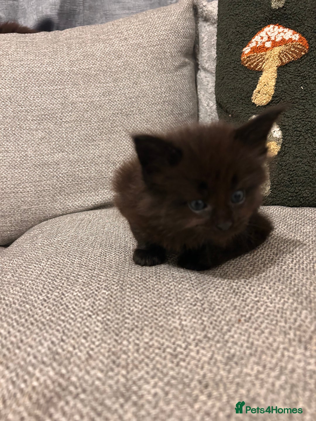 Maine Coon cats for sale: Halloween babies 🎃🐈‍⬛ 2 girls left - Advert 23